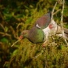 Holub maorsky - Hemiphaga novaeseelandiae - New Zealand pigeon - kereru 4260